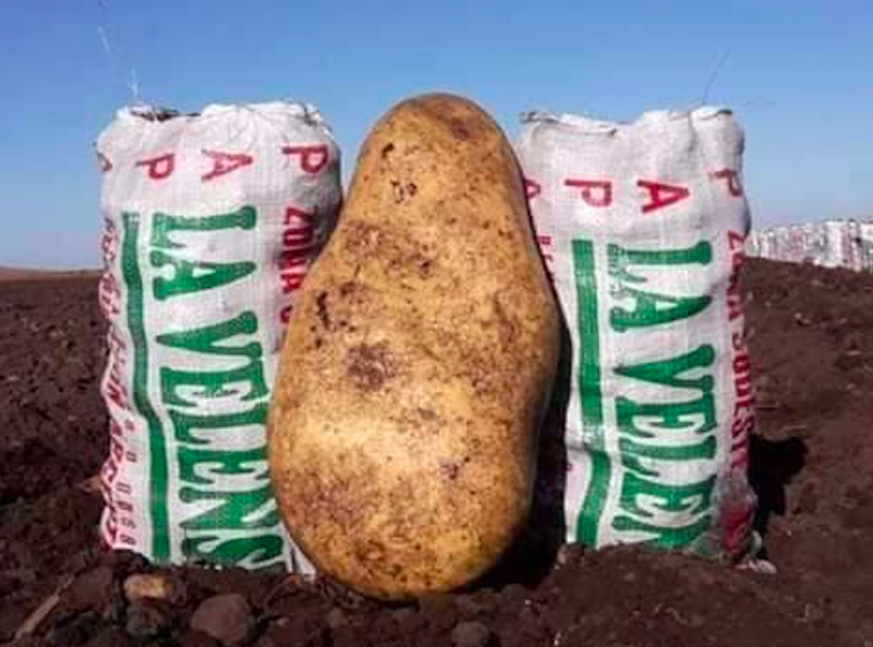 Impactante hallazgo en un campo de Tandil